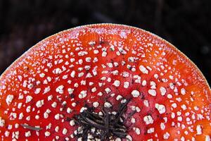 Partial overhead view of view of the vibrant fly agaric mushroom on the dark forest floor. Amanita muscaria fungi with red cap and white specks on the black background. Spessart Germany. Copy space photo