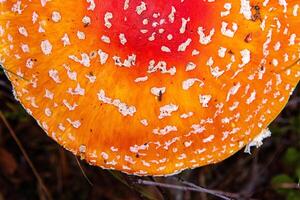 Closeup of the classic fly agaric mushroom withd red orange cap with white spots, Top view of Amanita muscaria fungus growing on a forest floor. Vibrant texture of the wild toadstool fungi in autumn. photo