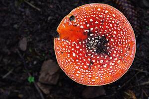 Overhead view of the vibrant fly agaric mushroom on the dark forest floor. Amanita muscaria fungi with red cap and white specks contrasting with the black background. Spessart Germany. Copy space photo