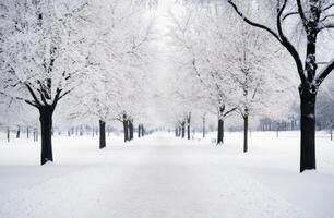 Snow-covered tree-lined pathway in a serene winter landscape during daytime photo