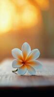 Delicate plumeria flower resting on a surface with warm light in the background during sunset photo