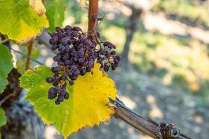 Closeup photo of shriveled dried withered grapes hanging on a vine, surrounded by autumn yellow leaves. Raisin cluster. Winemaking, grape drying processes, vineyard life. Copy space. Selective focus
