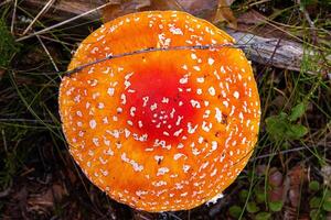 Closeup of the classic fly agaric mushroom withd red orange cap with white spots, Top view of Amanita muscaria fungus growing on a forest floor. Vibrant texture of the wild toadstool fungi in autumn. photo