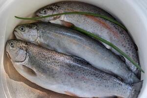 Three raw freshly caught rainbow trouts laid in a white enamelled bowl in the kitchen. Closeup of a fresh forel trout fish in a casserole pot, ready for preparation and cooking. Top view. photo