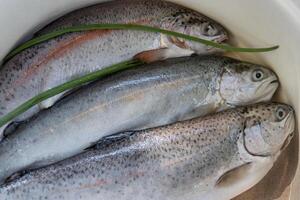 Three raw freshly caught rainbow trouts laid in a white enamelled bowl in the kitchen. Closeup of a fresh forel trout fish in a casserole pot, ready for preparation and cooking. Top view. photo