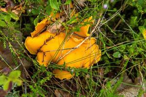 A closeup of a yellow chanterelle fungi growing in the forest in green grass and moss. Foraging wild edible mushrooms. Southern Finland, Kymenlaakso, Hamina. Selective focus. Top view photo