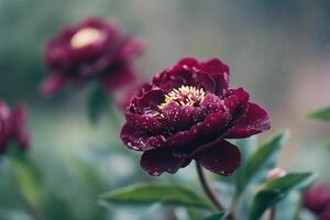 Blooming peonies in vibrant shades of pink during a sunny spring afternoon photo
