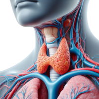 thyroid gland and half face png