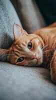 Cozy orange cat napping peacefully on a textured gray couch in a warm, inviting living room photo