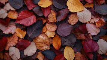 Colorful autumn leaves scattered on the forest floor during a bright fall day photo