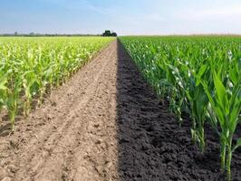 Green corn plants thriving beside dry soil in a contrasting agricultural field during daylight photo
