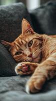 Cozy orange cat napping peacefully on a textured gray couch in a warm, inviting living room photo