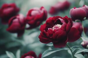 Blooming peonies in vibrant shades of pink during a sunny spring afternoon photo