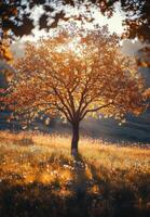 A solitary autumn tree illuminated by the warm glow of sunset in a tranquil field photo