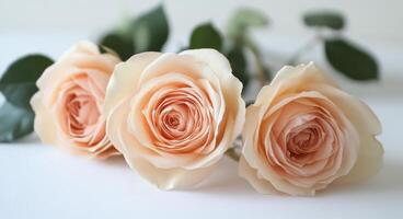 Soft pink roses arranged elegantly with delicate petals on a subtle background photo