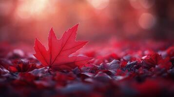 Vibrant red maple leaves illuminated by soft blue bokeh background in autumn daylight photo