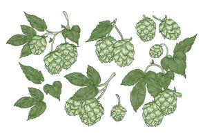 Collection of elegant botanical drawings of hop parts. Set of flowers and leaves of plant cultivated for beer brewing isolated on white background. illustration in vintage engraving style. vector