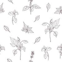 Elegant natural seamless pattern with basil leaves hand drawn with contour lines on white background. Backdrop with aromatic herb. Botanical illustration for textile print, wrapping paper. vector