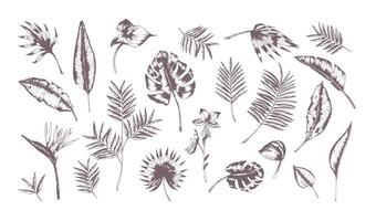 Set of exotic leaves of different plants hand drawn with contour lines on white background. Collection of tropical foliage of various size and shape. Monochrome realistic illustration. vector