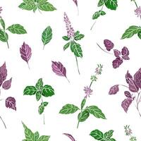 Seamless pattern with green an purple basil leaves and inflorescences hand drawn on white background. Backdrop with plant cultivated for culinary use. Beautiful illustration for fabric print. vector