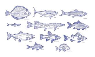 Collection of fish hand drawn with blue contour lines on white background. Bundle underwater animals or creatures living in sea and ocean. Monochrome illustration in vintage etching style. vector