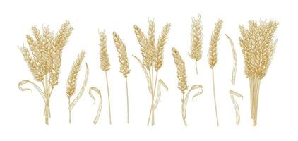 Collection of drawings of wheat ears isolated on white background. Set of hand drawn parts of cultivated cereal plant, natural decorative design elements. illustration in elegant vintage style. vector
