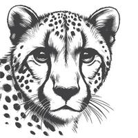 Dynamic Cheetah Face Sketch Illustration Graceful and Detailed Wild Cat Art vector
