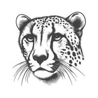 Swift Cheetah Face Sketch Iconic and Agile Wild Animal Illustration vector