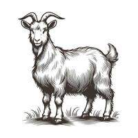 Elegant Goat Drawing in Detailed Line Art vector