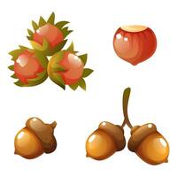 Set of autumn cartoon elements on white background. Acorns, hazelnuts, hazelnuts. For stickers, web design, postcards, posters. vector