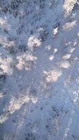 Top view of beautiful frosty trees in a frozen winter forest on a sunny day. video