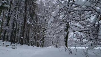 Smooth FPV flight through a cold winter forest. video