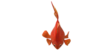 Floating Goldfish isolated on a Transparent Background png