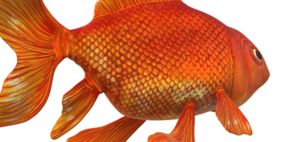 Realistic 3D Goldfish isolated on a Transparent Background png