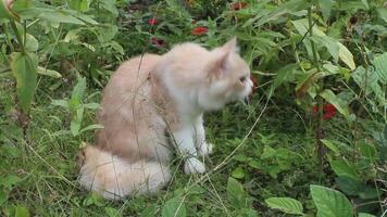 A fluffy, light-colored cat is sitting in a grassy area, surrounded by green plants and red flowers. The cat appears to be sniffing or eating something video