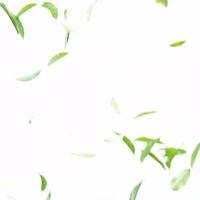Falling leaves background isolate slow motion video