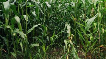 First person view of a farmer moving along a cornfield 4k slow motion video