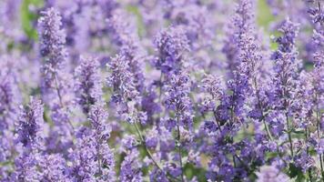 kattenkruid bloemen achtergrond zomer langzaam beweging video