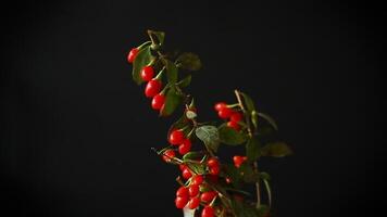 fresh ripe red goji berries on a branch, isolated on black background video
