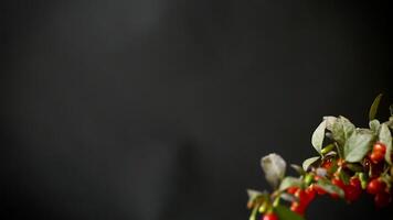 fresh ripe red goji berries on a branch, isolated on black background video