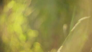 Grass Against Sunlight video