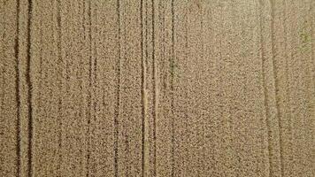 Cabbage And Wheat In A Field video