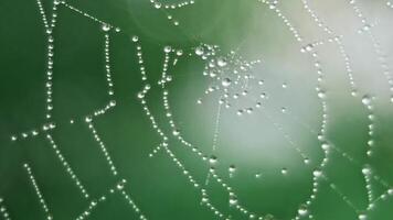 The spider web with dew drops video