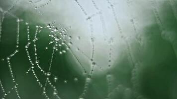 The spider web with dew drops video