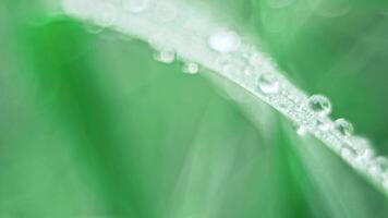 Fresh green grass with water drops video