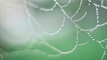 The spider web with dew drops video