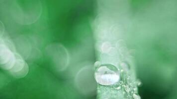 Fresh green grass with water drops video