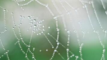 The spider web with dew drops video