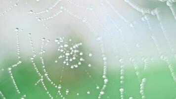 The spider web with dew drops video