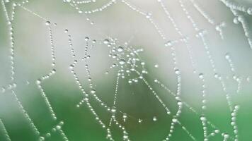 The spider web with dew drops video